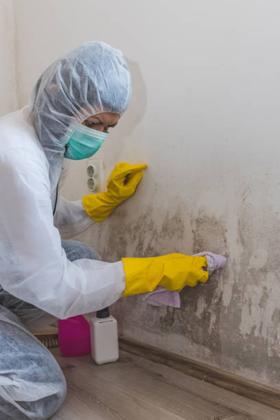 Best Airborne Mold Testing  in Rising Sun, MD