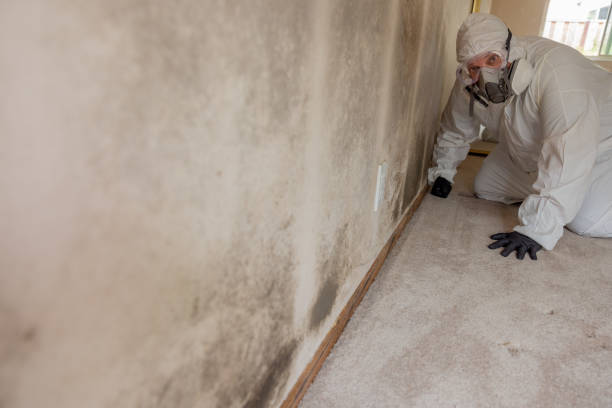 Trusted Rising Sun, MD Mold Removal Experts